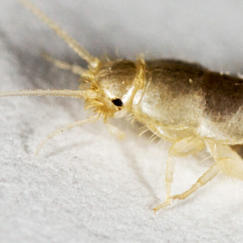 Silverfish video