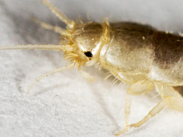 Silverfish video