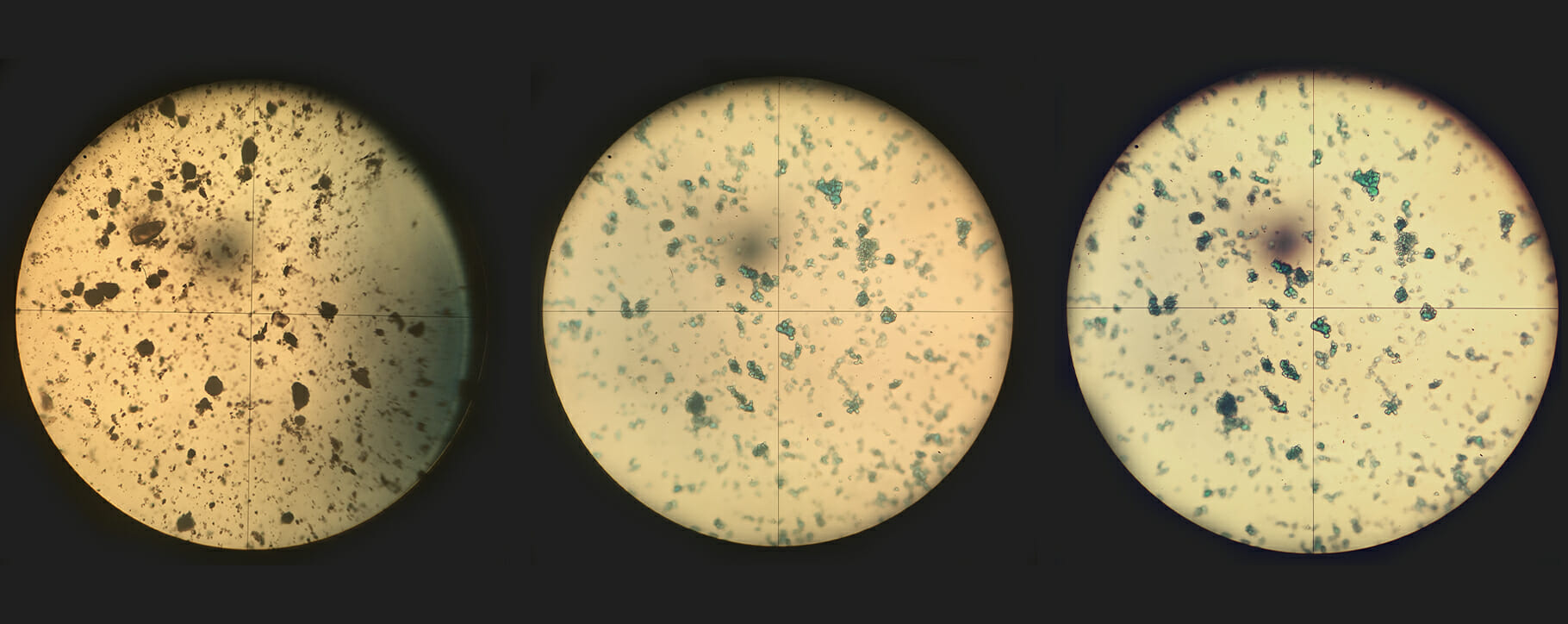 Pigments Under Microscope