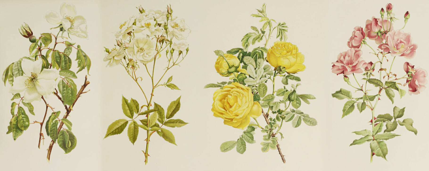 Rose botanical illustrations Parsons