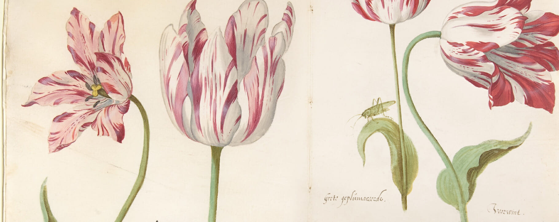 17th century tulip illustration