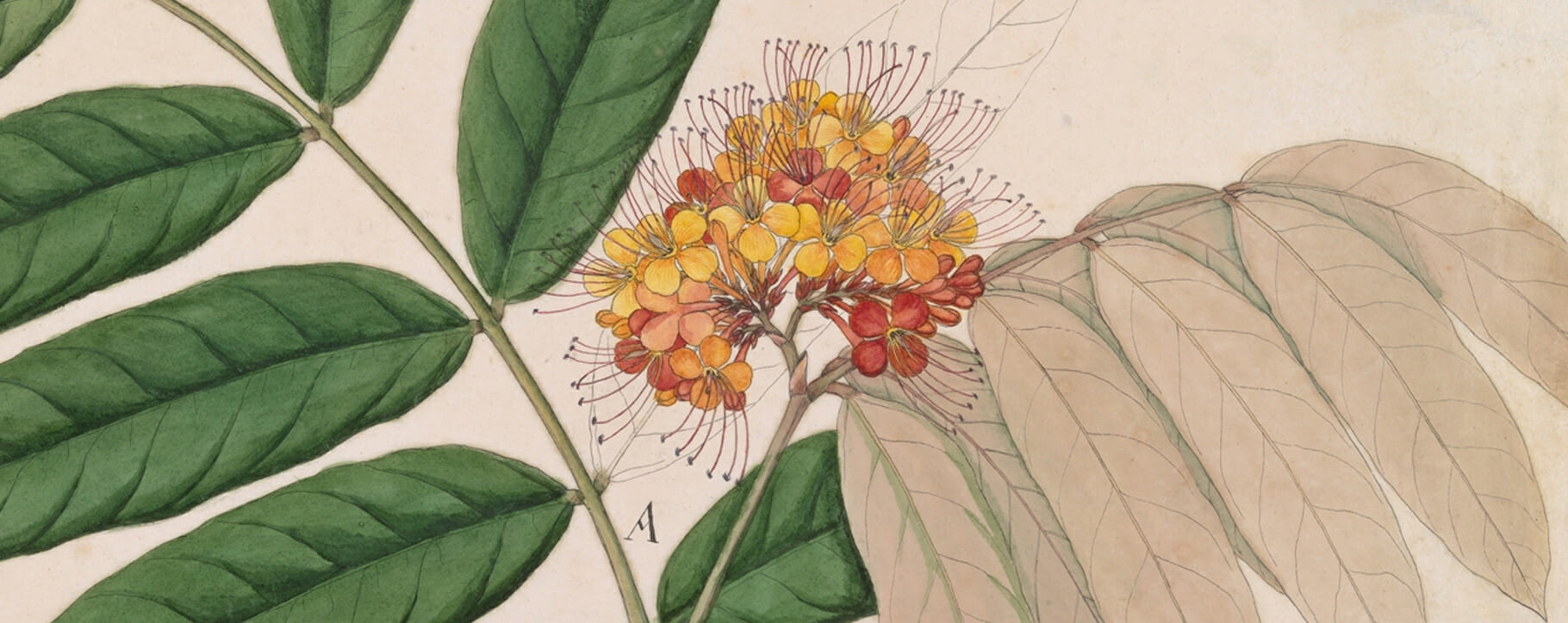 19th century Ashoka Tree Flower