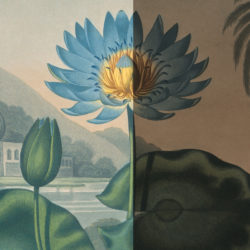 Botanical illustration article