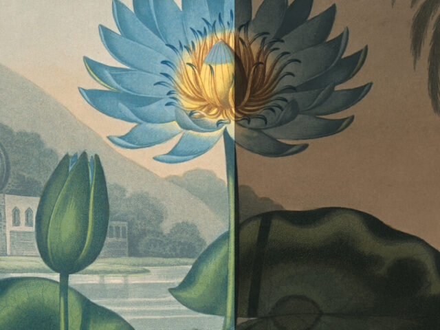 Botanical illustration article