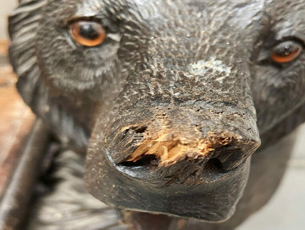Bear nose before restoration