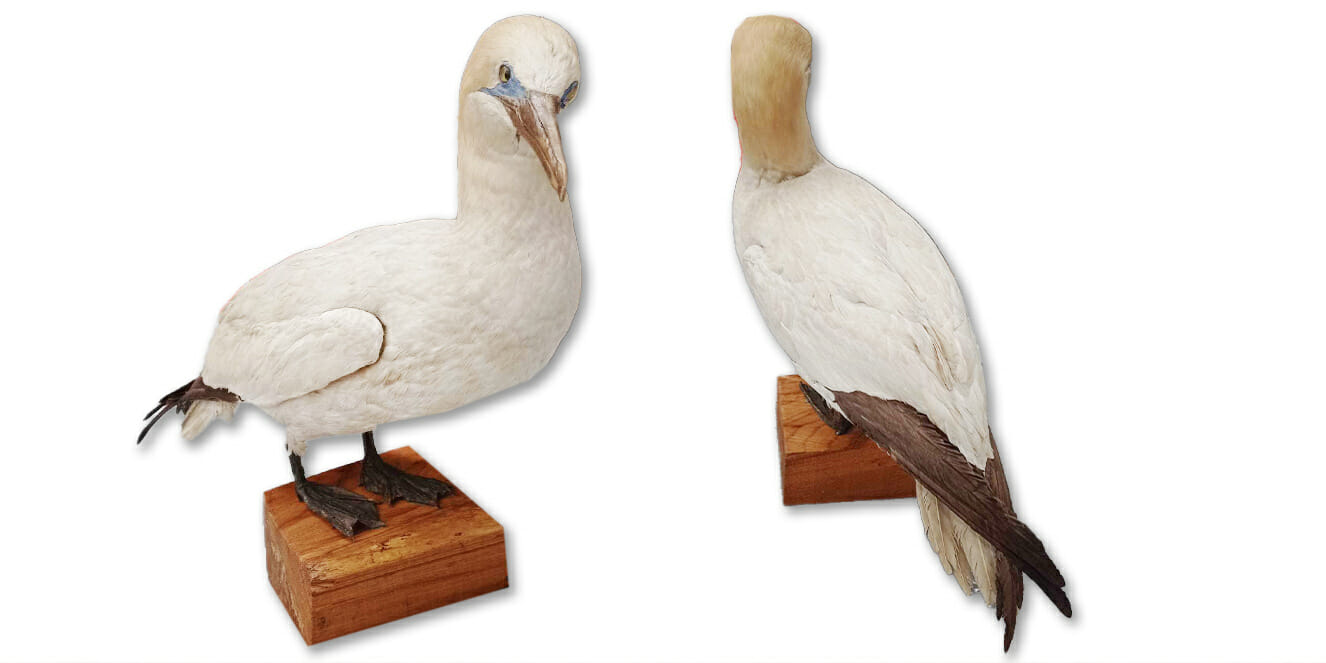 Taxidermy gannet after restoration
