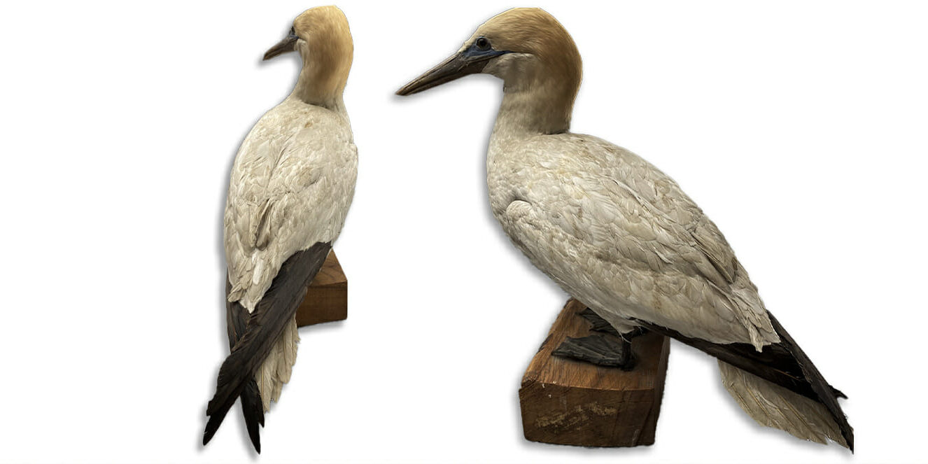 Taxidermy gannet before restoration