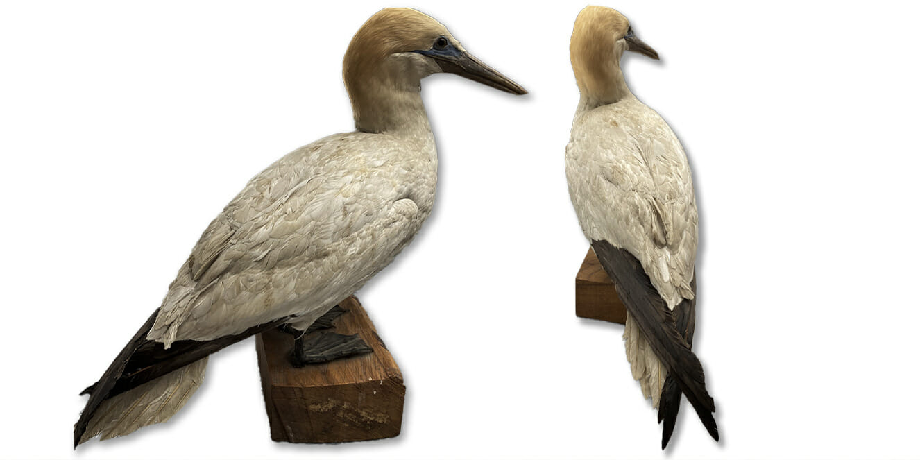 Taxidermy gannet before restoration