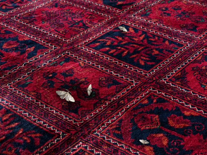 Pest and Moth Damaged Rug Repair