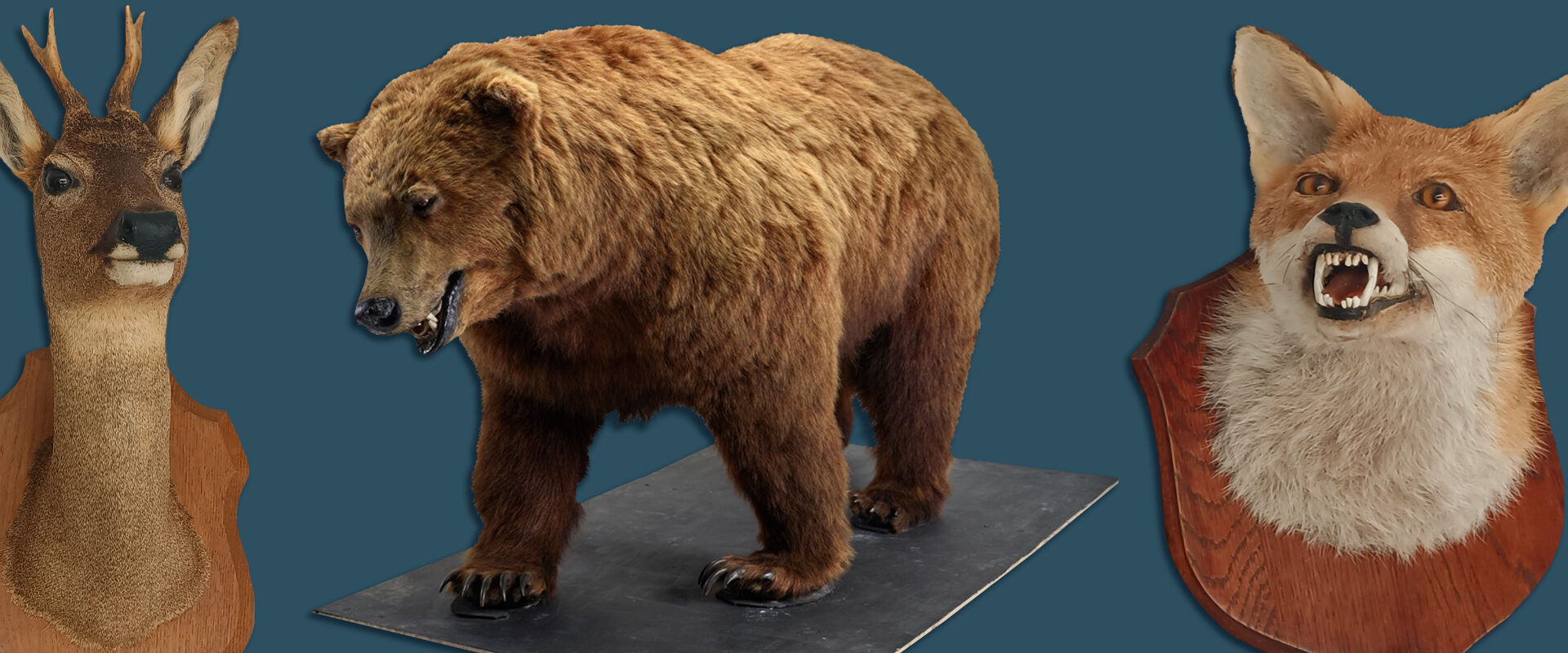 Taxidermy Animals